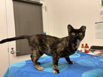 Harlowe -  Domestic Short Hair Cat for Adoption in Kansas City, Missouri - Harlowe | PetCurious