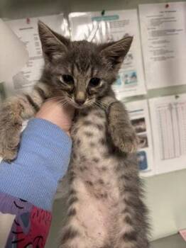 Domestic Short Hair Cats Available for Adoption in Picayune, Mississippi - Taki | PetCurious