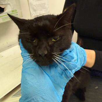 Domestic Medium Hair Cats Available for Adoption in Charleston, West Virginia - Twilight | PetCurious