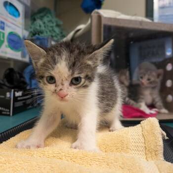 Squidward -  Domestic Short Hair Cat for Adoption in Pasadena, California - Squidward | PetCurious