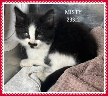 MISTY -  Domestic Short Hair Cat for Adoption in Marietta, Georgia - MISTY | PetCurious