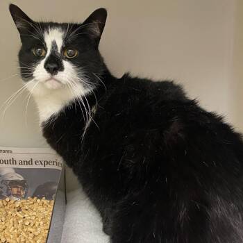 Mittens -  Domestic Medium Hair and Mixed Breed Cat for Adoption in Harrisonburg, Virginia - Mittens | PetCurious