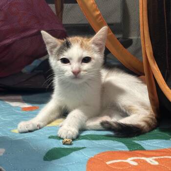 Ivy -  Domestic Short Hair Cat for Adoption in Spokane, Washington - Ivy | PetCurious