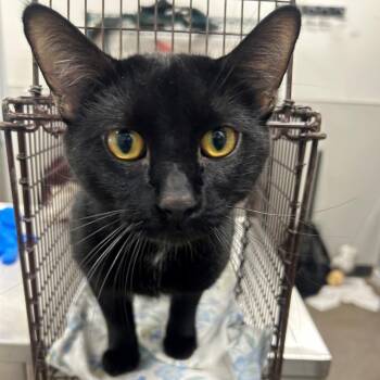 Toba -  Domestic Short Hair Cat for Adoption in Las Cruces, New Mexico - Toba | PetCurious
