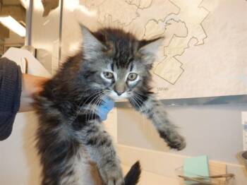 A1408415 -  Domestic Long Hair Cat for Adoption in San Jose, California - A1408415 | PetCurious