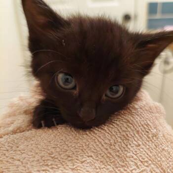 Rescue Domestic Medium Hair Cats for Adoption in Wichita, Kansas - Toothless | PetCurious