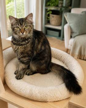 Tatum -  Tabby Cat for Adoption in Marion, Indiana - Tatum | PetCurious