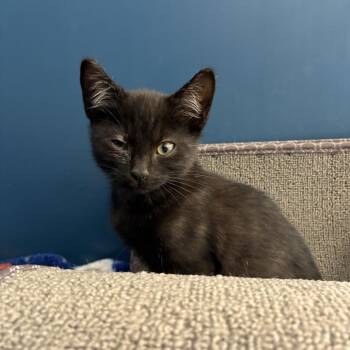 Domestic Short Hair Cats Available for Adoption in Tulsa, Oklahoma - Celery | PetCurious