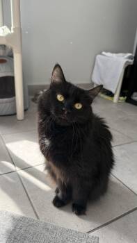 Domestic Medium Hair Cats Available for Adoption in Delson, Quebec - GRISELDA | PetCurious