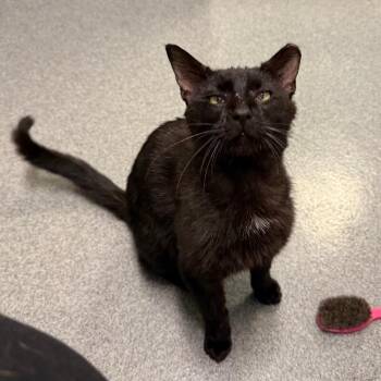 Glow Up -  Domestic Short Hair Cat for Adoption in Fort Collins, Colorado - Glow Up | PetCurious