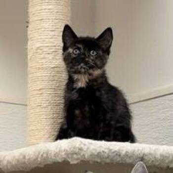 Rico -  Domestic Short Hair Cat for Adoption in Driggs, Idaho - Rico | PetCurious