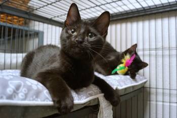 Luka -  Domestic Short Hair Cat for Adoption in New Milford, Connecticut - Luka | PetCurious