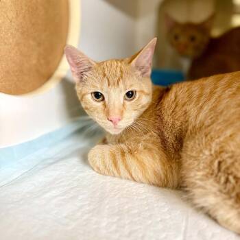 Yakko -  Domestic Short Hair Cat for Adoption in Bentonville, Arkansas - Yakko | PetCurious