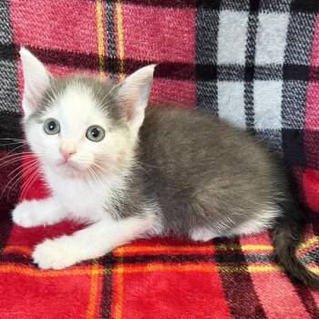 Domestic Short Hair Cats Available for Adoption - Bandana | PetCurious