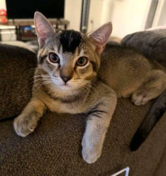 Kippers -  Domestic Short Hair Cat for Adoption in Anchorage, Alaska - Kippers | PetCurious