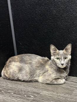 Rescue Domestic Short Hair Cats for Adoption in Chicago, Illinois - Bella (Portabella) | PetCurious