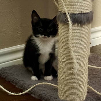 Rescue Domestic Short Hair Cats for Adoption in Dallas, Texas - Omega | PetCurious