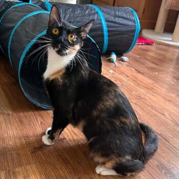 Lady Chanterelle -  Domestic Short Hair Cat for Adoption in Williston, Florida - Lady Chanterelle | PetCurious
