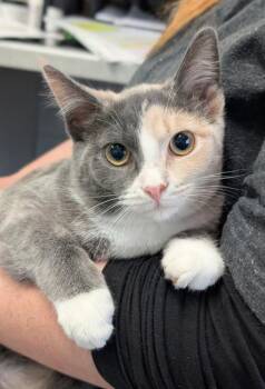 ASHLEY -  Domestic Short Hair Cat for Adoption in Canfield, Ohio - ASHLEY | PetCurious