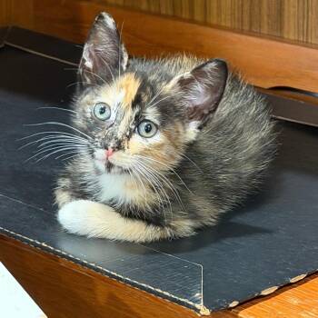 Sassy -  Domestic Short Hair Cat for Adoption in Houston, Texas - Sassy | PetCurious