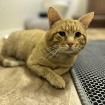 Doug -  Domestic Short Hair Cat for Adoption in Long Beach, California - Doug | PetCurious