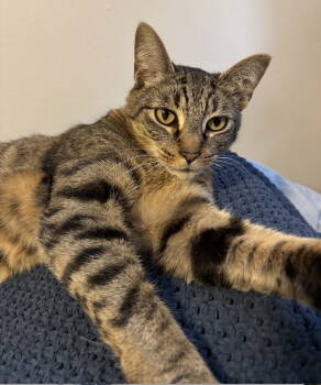 Rescue Domestic Short Hair Cats for Adoption in Reston, Virginia - Ash | PetCurious