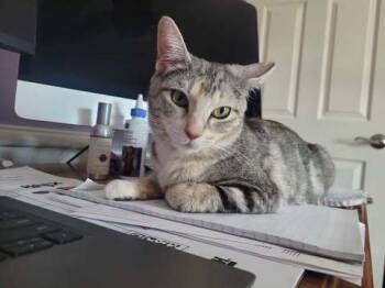 Rescue Domestic Short Hair Cats for Adoption in Chicago, Illinois - Mia Ann | PetCurious