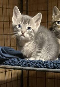 Domestic Short Hair Cats Available for Adoption in Warren, New Jersey - Pistachio | PetCurious