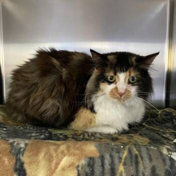 Casey -  Domestic Long Hair Cat Available for Adoption in Walker, Michigan - Casey | PetCurious