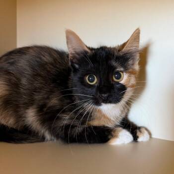 Sandy -  Domestic Short Hair Cat for Adoption in Cody, Wyoming - Sandy | PetCurious