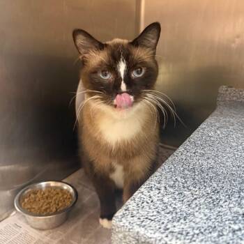 Taffy -  Domestic Short Hair Cat for Adoption in Winston-salem, North Carolina - Taffy | PetCurious