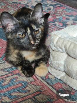 Rogue -  Tabby Cat for Adoption in San Antonio, Texas - Rogue | PetCurious