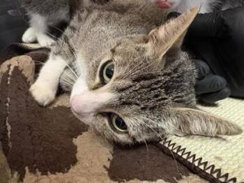 61586117 -  Domestic Short Hair Cat for Adoption in El Paso, Texas - 61586117 | PetCurious