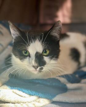 Josephine -  Domestic Short Hair Cat for Adoption in Hudson, New York - Josephine | PetCurious