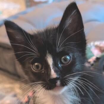 Jett 2 -  Domestic Short Hair Cat for Adoption in Cumming, Georgia - Jett 2 | PetCurious