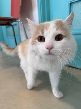 Domestic Medium Hair Cats Available for Adoption - Loyola | PetCurious
