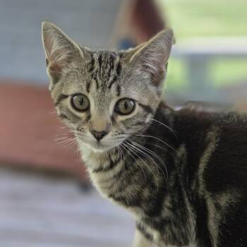 Jellybean -  Domestic Short Hair Cat for Adoption in Pittsford, Vermont - Jellybean | PetCurious