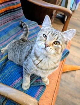 American Shorthair Cats Available for Adoption - Jack | PetCurious