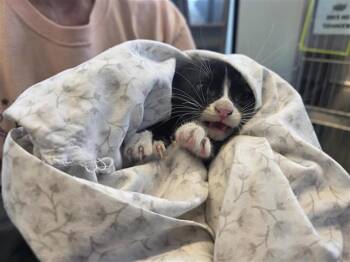 KITTY4 -  Domestic Short Hair Cat for Adoption in San Antonio, Texas - KITTY4 | PetCurious