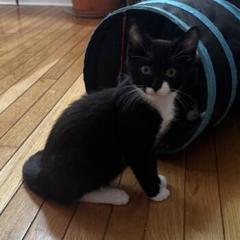 Egg Roll -  Domestic Short Hair Cat for Adoption in Danbury, Connecticut - Egg Roll | PetCurious