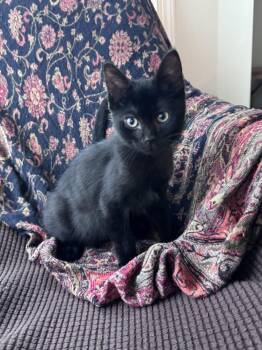 Jalapeno -  Domestic Short Hair Cat for Adoption in Greenbelt, Maryland - Jalapeno | PetCurious