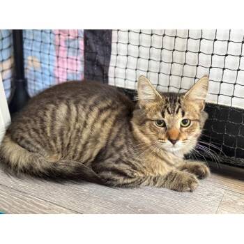 Winston -  Domestic Medium Hair Cat for Adoption in Ridgely, Maryland - Winston | PetCurious