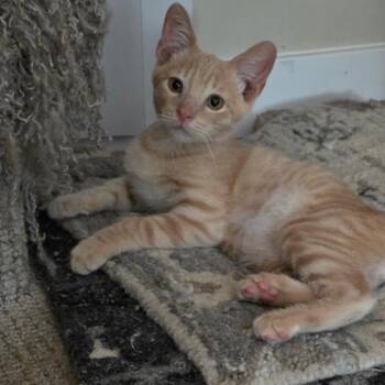 Ravioli -  Domestic Short Hair Cat for Adoption in Lakewood, California - Ravioli | PetCurious