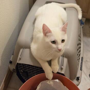 Winter -  Domestic Short Hair Cat for Adoption in Glenwood Springs, Colorado - Winter | PetCurious