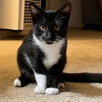 Mousse - male kitten -  Tuxedo Cat for Adoption in Los Altos, California - Mousse - Male Kitten | PetCurious