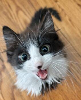 Domestic Medium Hair Cats Available for Adoption - Kitten Bottega | PetCurious