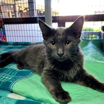 Grey -  Domestic Medium Hair Cat for Adoption in Belfair, Washington - Grey | PetCurious