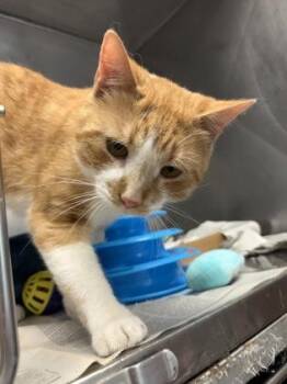Domestic Short Hair Cats Available for Adoption in Morristown, New Jersey - Tango | PetCurious