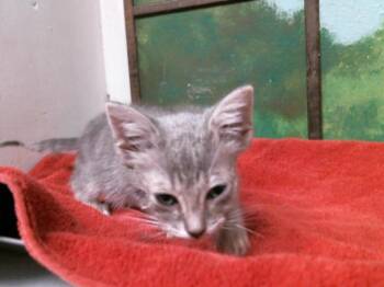 SHANKS -  Domestic Short Hair Cat for Adoption in Houston, Texas - SHANKS | PetCurious