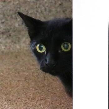 Domestic Short Hair Cats Available for Adoption in Sarasota, Florida - Coco | PetCurious